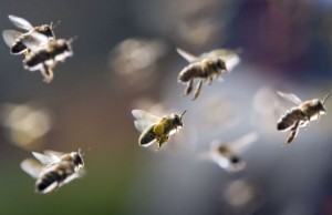 Fly parasite turns honey bees into ‘zombies’: study