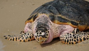 Philippines goes after sea turtle restaurants