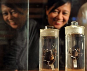 Two new frog species found in Philippine forests