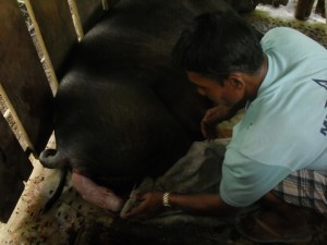 World Bank unveils piggery program in PHL to catch methane from farms