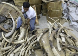 PHL ivory probe team blocked from church