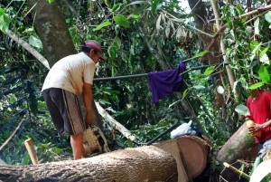 Illegal logging hotspots down to 31 – Paje