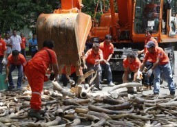 Philippines first in Asia to destroy ivory tusks