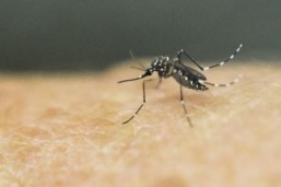 WHO: Europe faces low to moderate Zika risk this summer