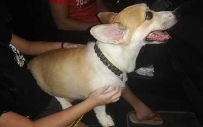 Solon wants veterinary practice duly regulated