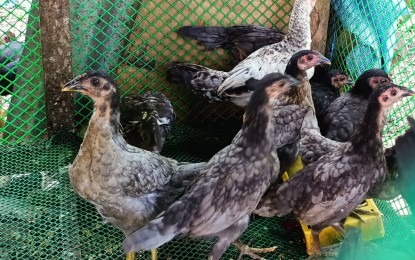 Solon wants proactive gov’t action vs. future avian flu outbreaks