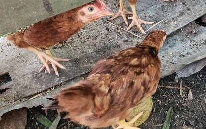 Measures, surveillance vs. H3N8 avian flu being implemented: DOH