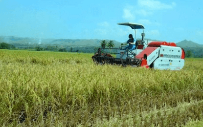 Solon lauds PBBM’s approval of Masagana Rice Program