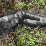 Army says Samar clashes expose NPA rebels’ weaknesses