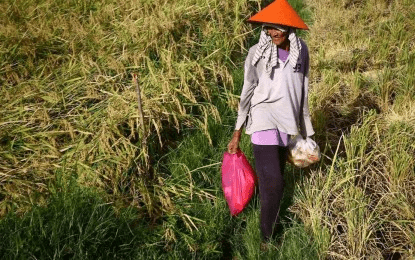 Tiu Laurel welcomes budget realignment to support farmers