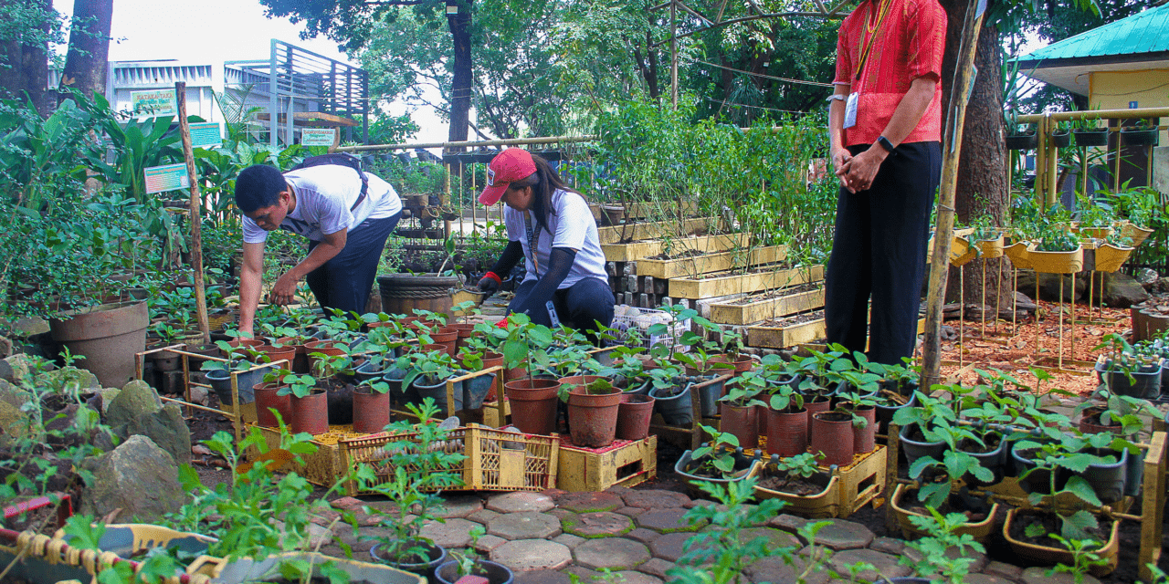 MEDICINAL PLANTS