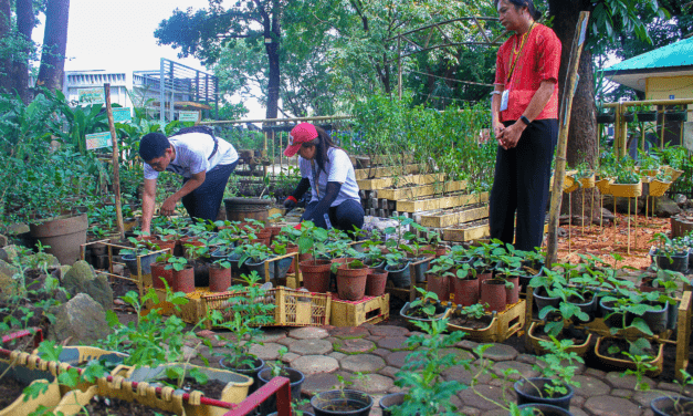 MEDICINAL PLANTS