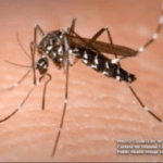 Baguio starts larval surveillance vs. dengue amid thunderstorms