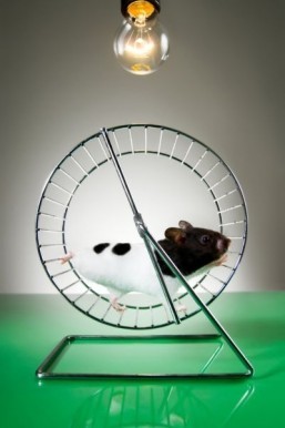 Mice study shows age-related memory loss is reversible