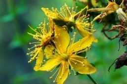Herbal medicine? St. John’s Wort could make you sick: study