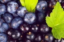 Wild blueberries could be good for your teeth -- perhaps even better than mouthwash -- according to a new study. ©Tadeusz Wejkszo/Shutterstock.com