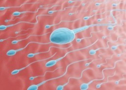 MIT study sheds new light on sperm cell functioning