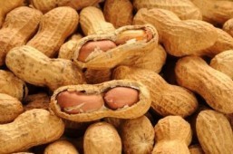 No need to avoid peanuts while pregnant: US study