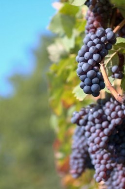 Grape compound shown to help fight acne: study
