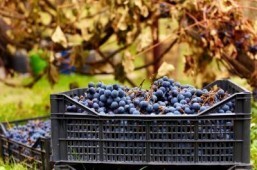 Grape-slinging food fight marks end of grape harvest in Spain