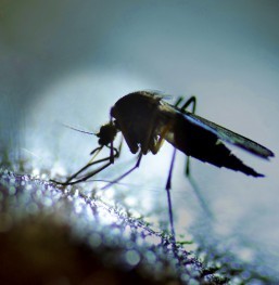 State confirms STD cause of Zika virus